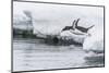 Gentoo Penguin (Pygoscelis Papua) Returning to the Sea to Feed at Dorian Bay, Antarctica-Michael Nolan-Mounted Photographic Print