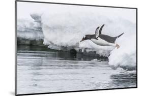 Gentoo Penguin (Pygoscelis Papua) Returning to the Sea to Feed at Dorian Bay, Antarctica-Michael Nolan-Mounted Photographic Print