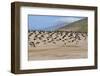 Gentoo Penguin (Pygoscelis Papua) Rookery, Saunders Island, Falkland Islands, South America-Gabrielle and Michel Therin-Weise-Framed Photographic Print