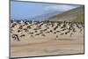 Gentoo Penguin (Pygoscelis Papua) Rookery, Saunders Island, Falkland Islands, South America-Gabrielle and Michel Therin-Weise-Mounted Photographic Print