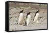 Gentoo Penguin (Pygoscelis papua) three adults, walking on sandy beach, Falkland Islands-David Tipling-Framed Stretched Canvas