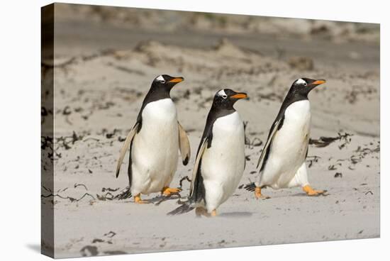 Gentoo Penguin (Pygoscelis papua) three adults, walking on sandy beach, Falkland Islands-David Tipling-Stretched Canvas