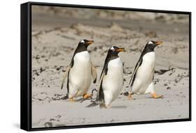 Gentoo Penguin (Pygoscelis papua) three adults, walking on sandy beach, Falkland Islands-David Tipling-Framed Stretched Canvas