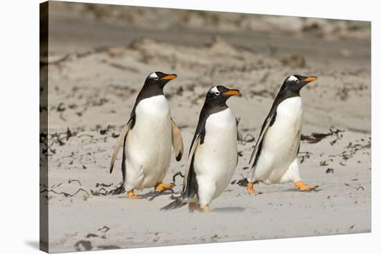 Gentoo Penguin (Pygoscelis papua) three adults, walking on sandy beach, Falkland Islands-David Tipling-Stretched Canvas