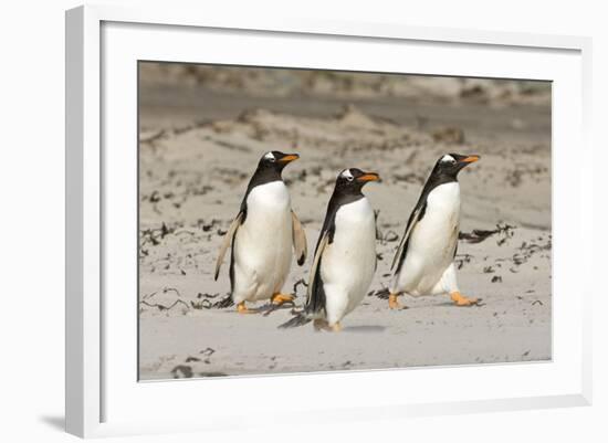 Gentoo Penguin (Pygoscelis papua) three adults, walking on sandy beach, Falkland Islands-David Tipling-Framed Photographic Print