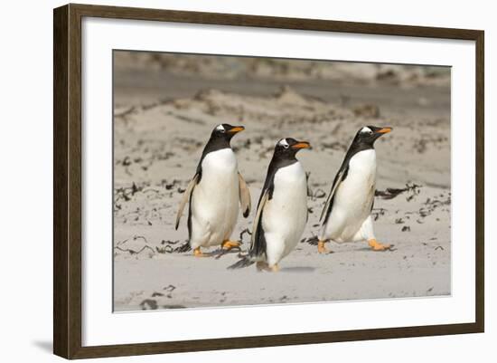 Gentoo Penguin (Pygoscelis papua) three adults, walking on sandy beach, Falkland Islands-David Tipling-Framed Photographic Print