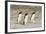 Gentoo Penguin (Pygoscelis papua) three adults, walking on sandy beach, Falkland Islands-David Tipling-Framed Photographic Print