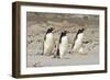 Gentoo Penguin (Pygoscelis papua) three adults, walking on sandy beach, Falkland Islands-David Tipling-Framed Photographic Print