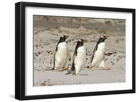 Gentoo Penguin (Pygoscelis papua) three adults, walking on sandy beach, Falkland Islands-David Tipling-Framed Photographic Print