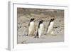 Gentoo Penguin (Pygoscelis papua) three adults, walking on sandy beach, Falkland Islands-David Tipling-Framed Photographic Print