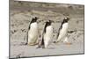 Gentoo Penguin (Pygoscelis papua) three adults, walking on sandy beach, Falkland Islands-David Tipling-Mounted Photographic Print