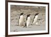 Gentoo Penguin (Pygoscelis papua) three adults, walking on sandy beach, Falkland Islands-David Tipling-Framed Photographic Print