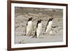 Gentoo Penguin (Pygoscelis papua) three adults, walking on sandy beach, Falkland Islands-David Tipling-Framed Photographic Print