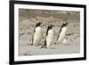 Gentoo Penguin (Pygoscelis papua) three adults, walking on sandy beach, Falkland Islands-David Tipling-Framed Photographic Print