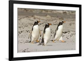 Gentoo Penguin (Pygoscelis papua) three adults, walking on sandy beach, Falkland Islands-David Tipling-Framed Photographic Print