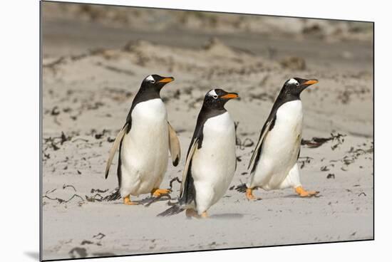 Gentoo Penguin (Pygoscelis papua) three adults, walking on sandy beach, Falkland Islands-David Tipling-Mounted Photographic Print