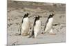 Gentoo Penguin (Pygoscelis papua) three adults, walking on sandy beach, Falkland Islands-David Tipling-Mounted Photographic Print