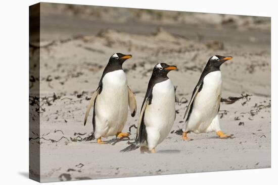 Gentoo Penguin (Pygoscelis papua) three adults, walking on sandy beach, Falkland Islands-David Tipling-Stretched Canvas