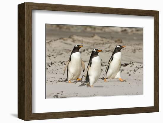 Gentoo Penguin (Pygoscelis papua) three adults, walking on sandy beach, Falkland Islands-David Tipling-Framed Photographic Print