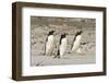 Gentoo Penguin (Pygoscelis papua) three adults, walking on sandy beach, Falkland Islands-David Tipling-Framed Photographic Print