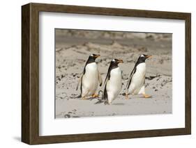 Gentoo Penguin (Pygoscelis papua) three adults, walking on sandy beach, Falkland Islands-David Tipling-Framed Photographic Print