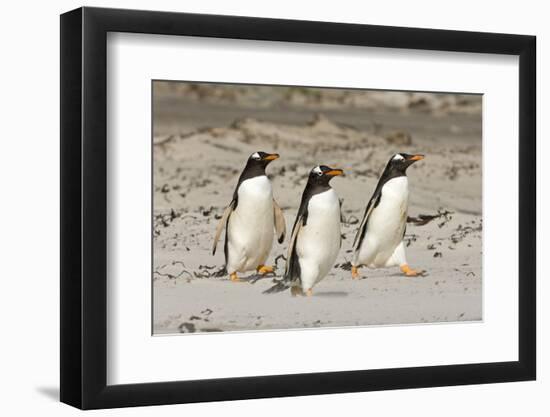 Gentoo Penguin (Pygoscelis papua) three adults, walking on sandy beach, Falkland Islands-David Tipling-Framed Photographic Print