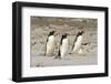 Gentoo Penguin (Pygoscelis papua) three adults, walking on sandy beach, Falkland Islands-David Tipling-Framed Photographic Print