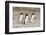 Gentoo Penguin (Pygoscelis papua) three adults, walking on sandy beach, Falkland Islands-David Tipling-Framed Photographic Print