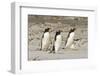 Gentoo Penguin (Pygoscelis papua) three adults, walking on sandy beach, Falkland Islands-David Tipling-Framed Photographic Print