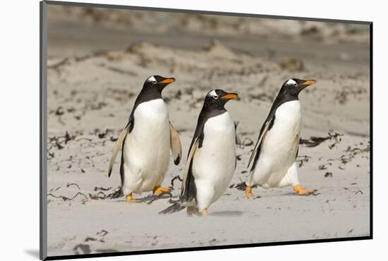 Gentoo Penguin (Pygoscelis papua) three adults, walking on sandy beach, Falkland Islands-David Tipling-Mounted Photographic Print