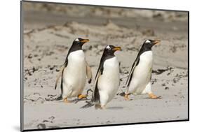 Gentoo Penguin (Pygoscelis papua) three adults, walking on sandy beach, Falkland Islands-David Tipling-Mounted Photographic Print