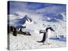 Gentoo Penguin (Pygoscelis Papua) Waddles Toward the Arctic Sea Near Paradise Harbor, Antarctica-Miva Stock-Stretched Canvas