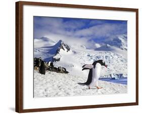 Gentoo Penguin (Pygoscelis Papua) Waddles Toward the Arctic Sea Near Paradise Harbor, Antarctica-Miva Stock-Framed Photographic Print