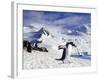 Gentoo Penguin (Pygoscelis Papua) Waddles Toward the Arctic Sea Near Paradise Harbor, Antarctica-Miva Stock-Framed Photographic Print