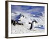 Gentoo Penguin (Pygoscelis Papua) Waddles Toward the Arctic Sea Near Paradise Harbor, Antarctica-Miva Stock-Framed Photographic Print