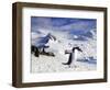 Gentoo Penguin (Pygoscelis Papua) Waddles Toward the Arctic Sea Near Paradise Harbor, Antarctica-Miva Stock-Framed Photographic Print