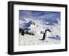 Gentoo Penguin (Pygoscelis Papua) Waddles Toward the Arctic Sea Near Paradise Harbor, Antarctica-Miva Stock-Framed Photographic Print