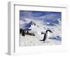 Gentoo Penguin (Pygoscelis Papua) Waddles Toward the Arctic Sea Near Paradise Harbor, Antarctica-Miva Stock-Framed Photographic Print