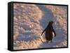 Gentoo Penguin Rests on Trail Towards Colony on Petermann Island, Antarctic Peninsula-Hugh Rose-Framed Stretched Canvas