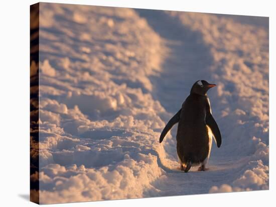 Gentoo Penguin Rests on Trail Towards Colony on Petermann Island, Antarctic Peninsula-Hugh Rose-Stretched Canvas