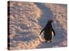Gentoo Penguin Rests on Trail Towards Colony on Petermann Island, Antarctic Peninsula-Hugh Rose-Stretched Canvas