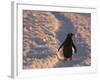 Gentoo Penguin Rests on Trail Towards Colony on Petermann Island, Antarctic Peninsula-Hugh Rose-Framed Photographic Print