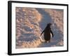 Gentoo Penguin Rests on Trail Towards Colony on Petermann Island, Antarctic Peninsula-Hugh Rose-Framed Photographic Print