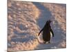 Gentoo Penguin Rests on Trail Towards Colony on Petermann Island, Antarctic Peninsula-Hugh Rose-Mounted Photographic Print