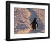 Gentoo Penguin Rests on Trail Towards Colony on Petermann Island, Antarctic Peninsula-Hugh Rose-Framed Photographic Print