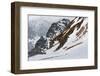 Gentoo Penguin Rookery (Pygoscelis Papua)-Gabrielle and Michel Therin-Weise-Framed Photographic Print