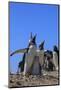 Gentoo Penguin Rookery. West Point Island. Falkland Islands.-Tom Norring-Mounted Photographic Print