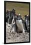 Gentoo Penguin Rookery. West Point Island. Falkland Islands.-Tom Norring-Framed Photographic Print