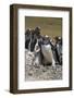 Gentoo Penguin Rookery. West Point Island. Falkland Islands.-Tom Norring-Framed Photographic Print