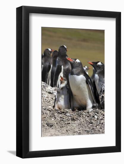 Gentoo Penguin Rookery. West Point Island. Falkland Islands.-Tom Norring-Framed Photographic Print